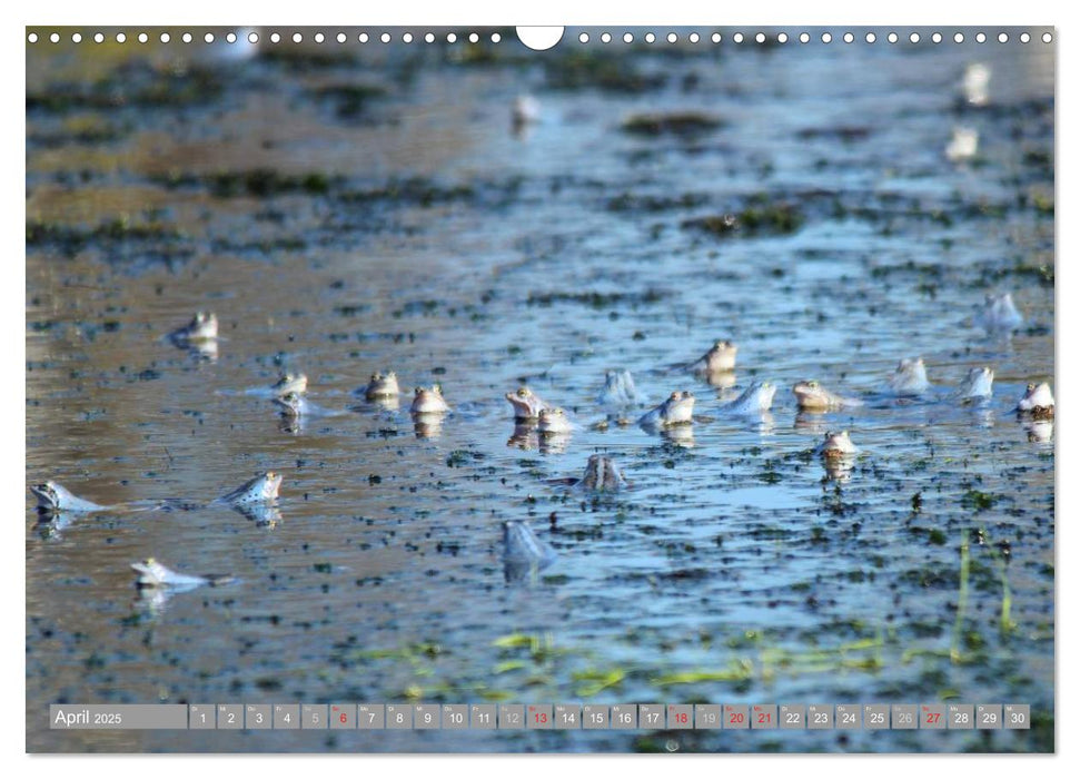 Pietzmoor - ein Hochmoor in der Lüneburger Heide (CALVENDO Wandkalender 2025)