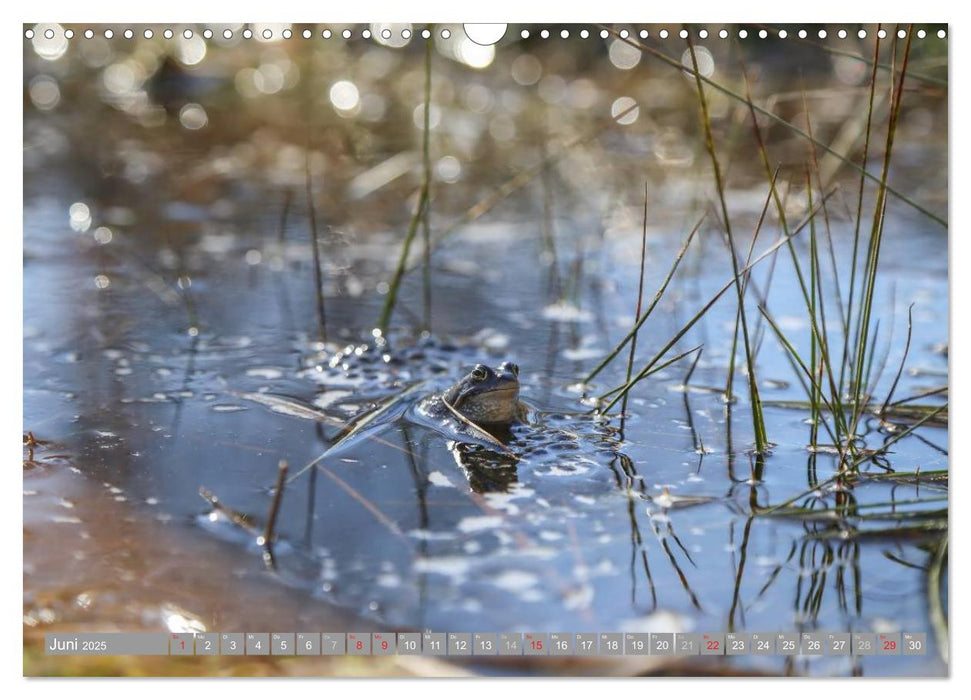 Pietzmoor - ein Hochmoor in der Lüneburger Heide (CALVENDO Wandkalender 2025)