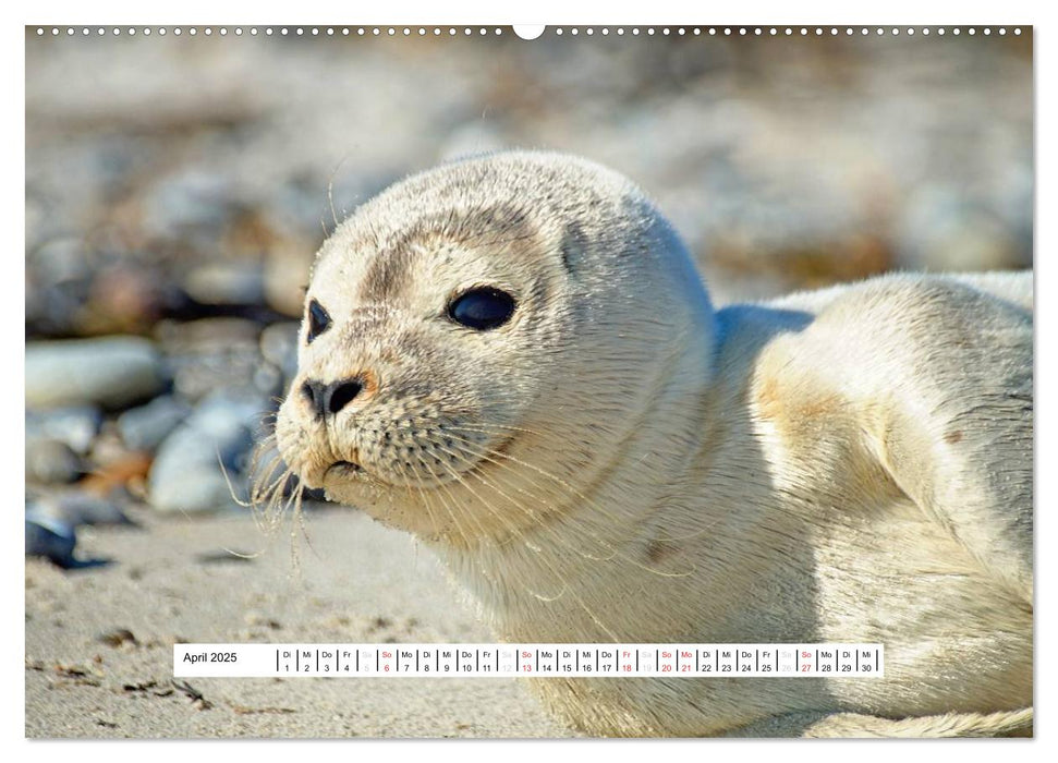 Hochsee-Insel Helgoland (CALVENDO Premium Wandkalender 2025)