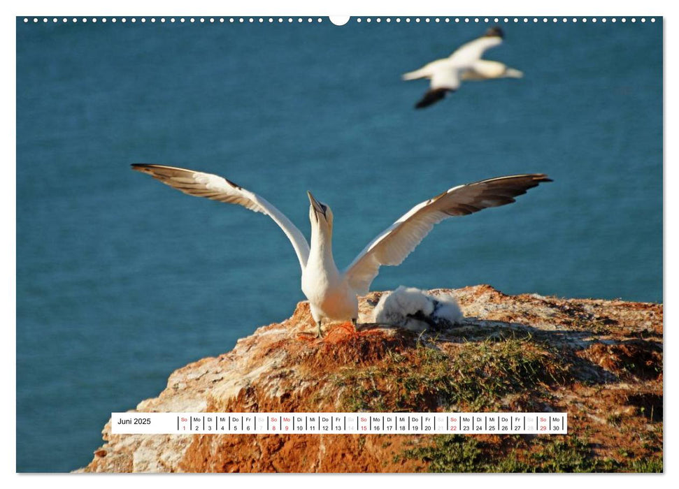 Hochsee-Insel Helgoland (CALVENDO Premium Wandkalender 2025)