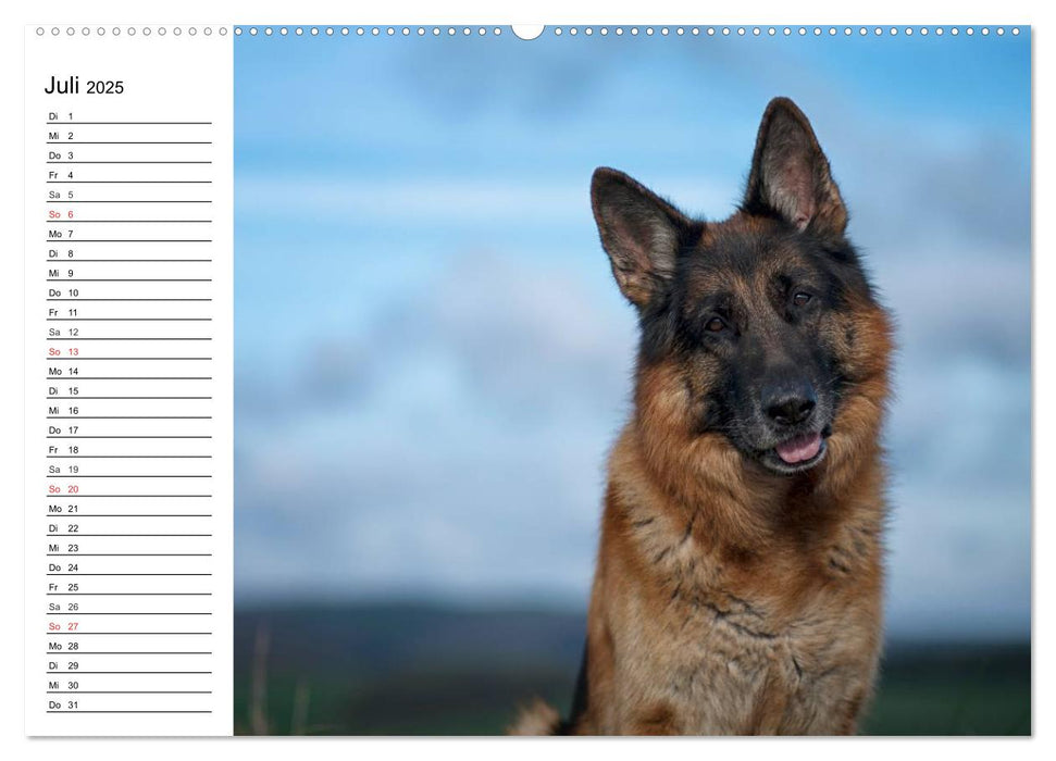 Deutsche Schäferhunde - Liebenswerte Graunasen (CALVENDO Premium Wandkalender 2025)