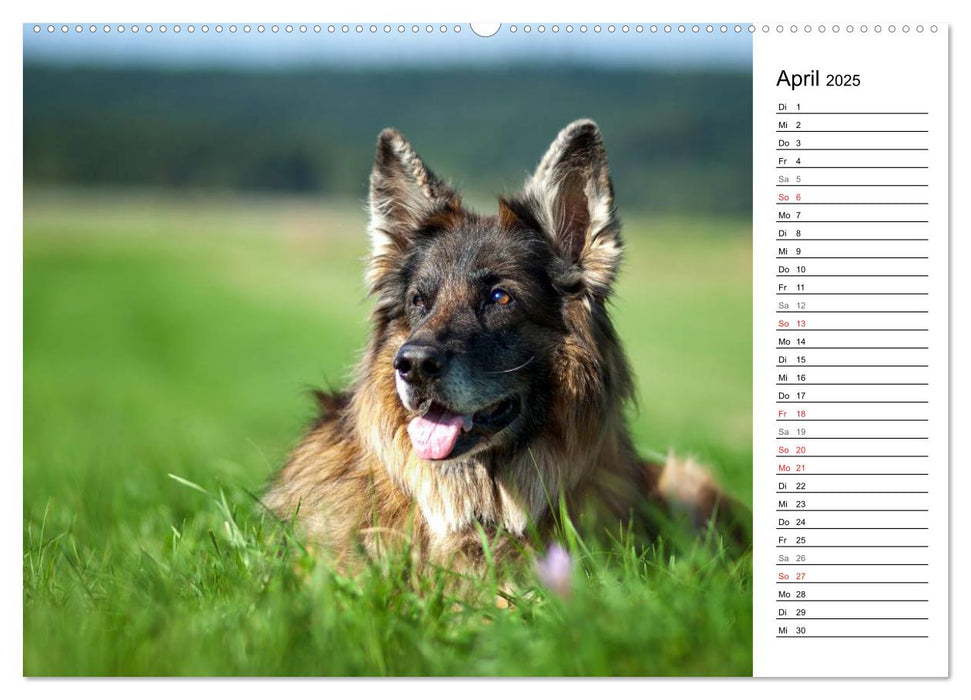 Zauberhafte Langhaar Schäferhunde (CALVENDO Premium Wandkalender 2025)