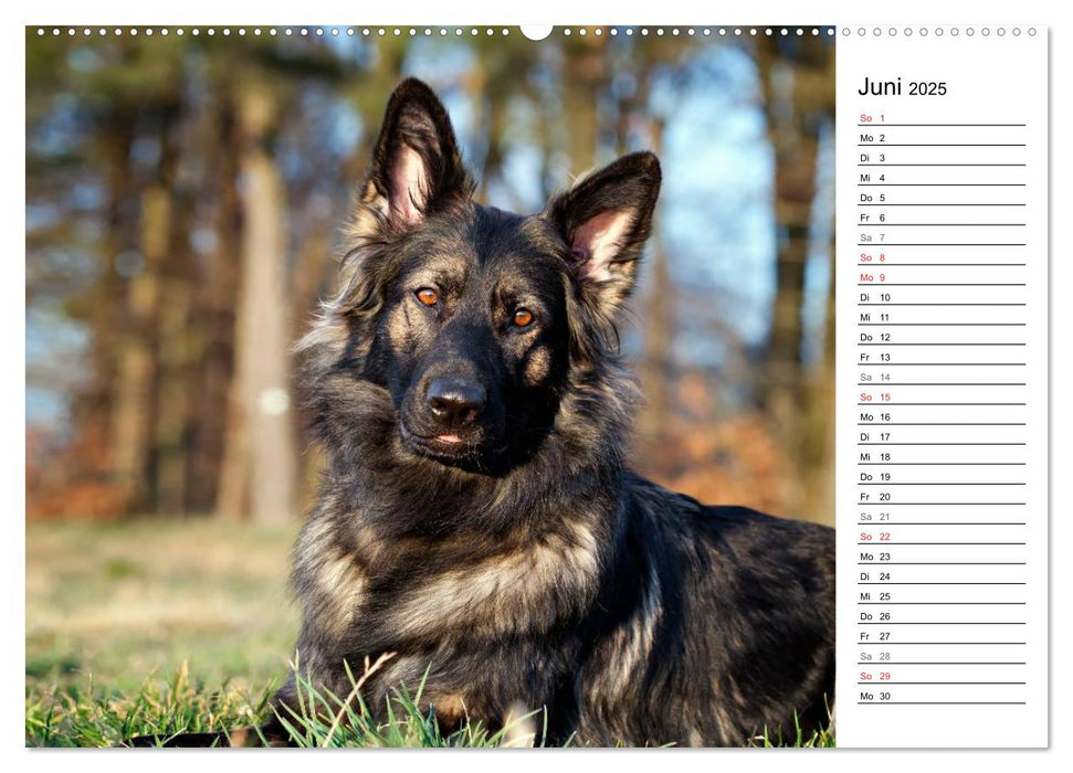 Zauberhafte Langhaar Schäferhunde (CALVENDO Premium Wandkalender 2025)