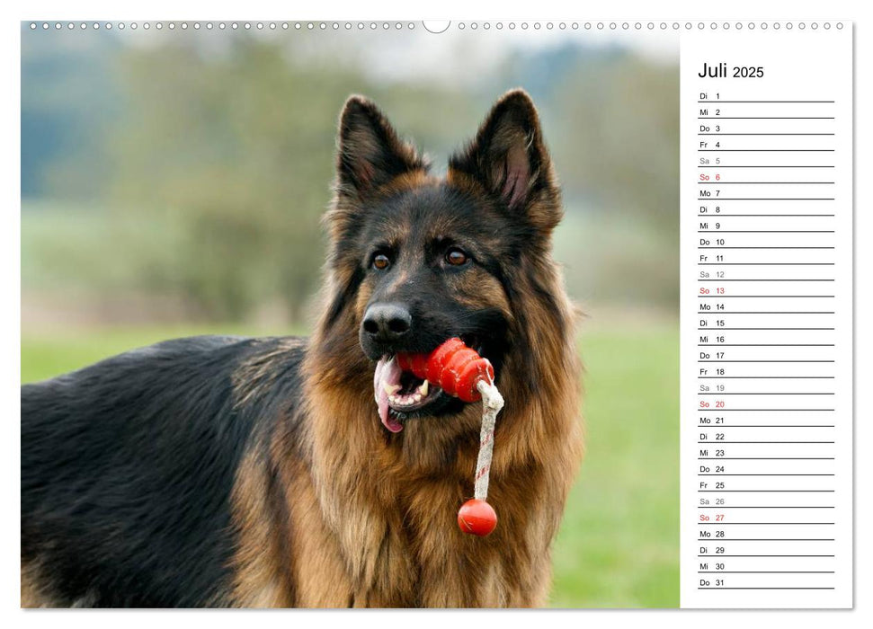 Zauberhafte Langhaar Schäferhunde (CALVENDO Premium Wandkalender 2025)