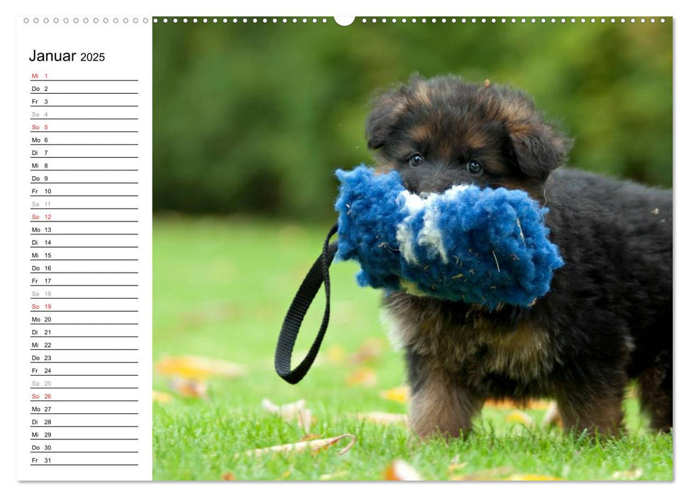 Deutscher Schäferhund - Welpen (CALVENDO Premium Wandkalender 2025)