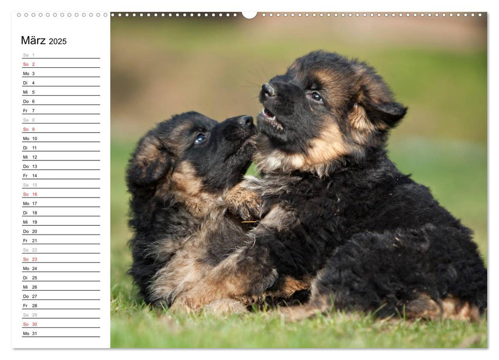 Deutscher Schäferhund - Welpen (CALVENDO Premium Wandkalender 2025)