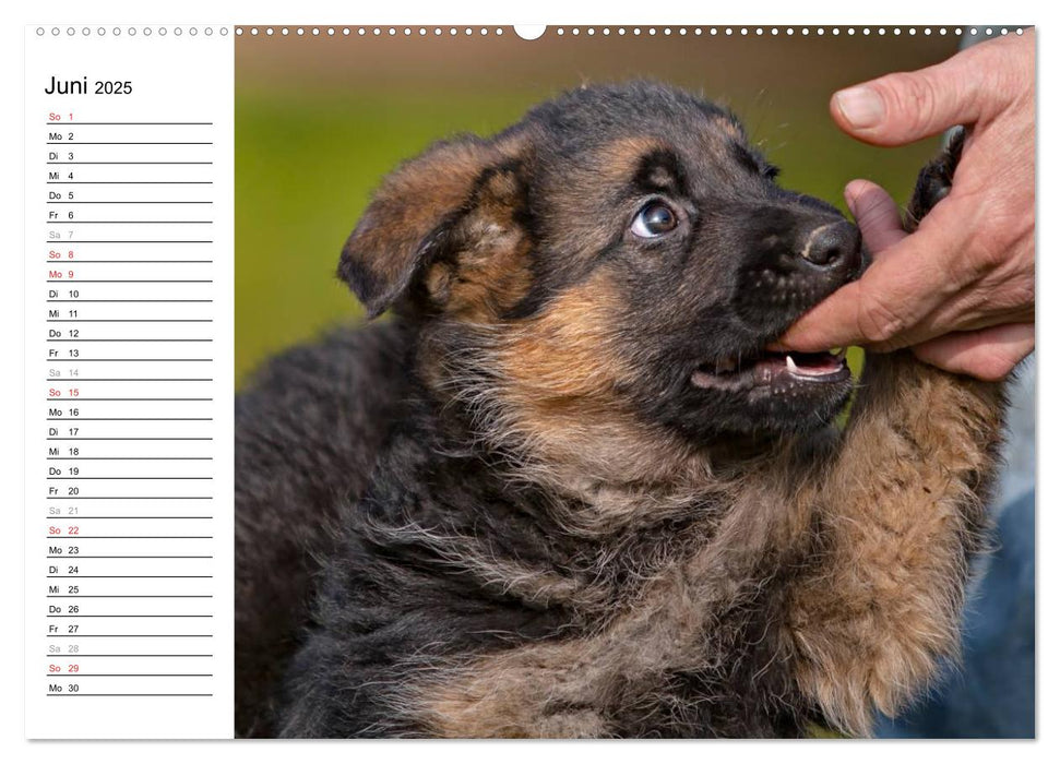 Deutscher Schäferhund - Welpen (CALVENDO Premium Wandkalender 2025)