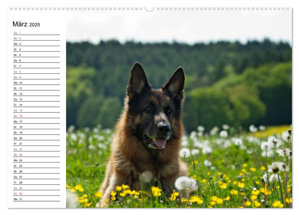 Deutsche Schäferhunde - Senioren auf vier Pfoten (CALVENDO Premium Wandkalender 2025)