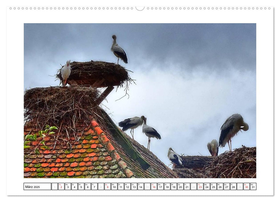 Bodensee - Seesucht (CALVENDO Wandkalender 2025)