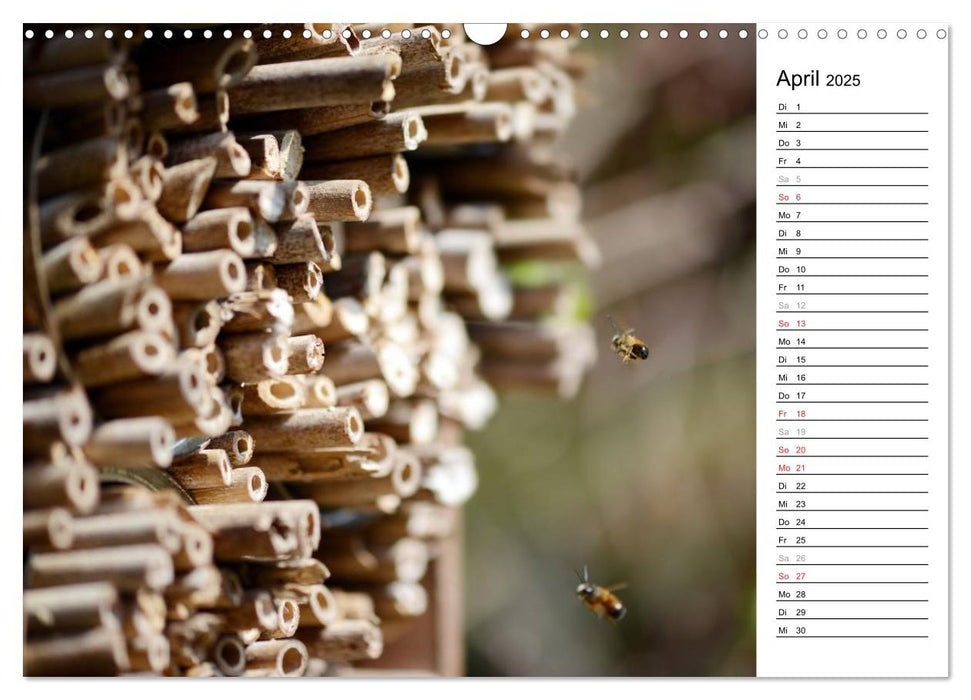 Wildbienen und andere Besucher am Insektenhotel (CALVENDO Wandkalender 2025)