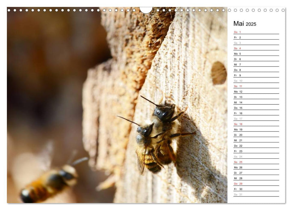 Wildbienen und andere Besucher am Insektenhotel (CALVENDO Wandkalender 2025)