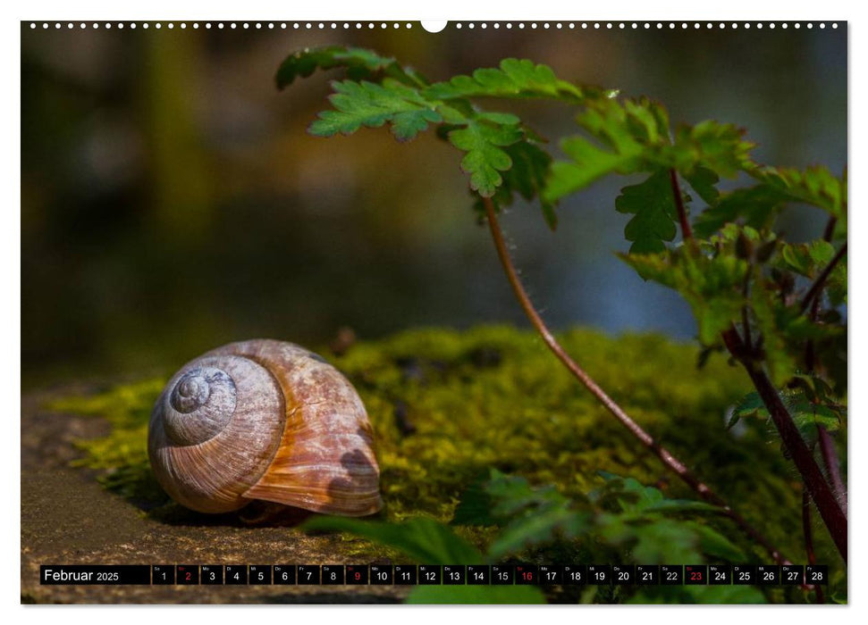 Salamander und Co. (CALVENDO Wandkalender 2025)