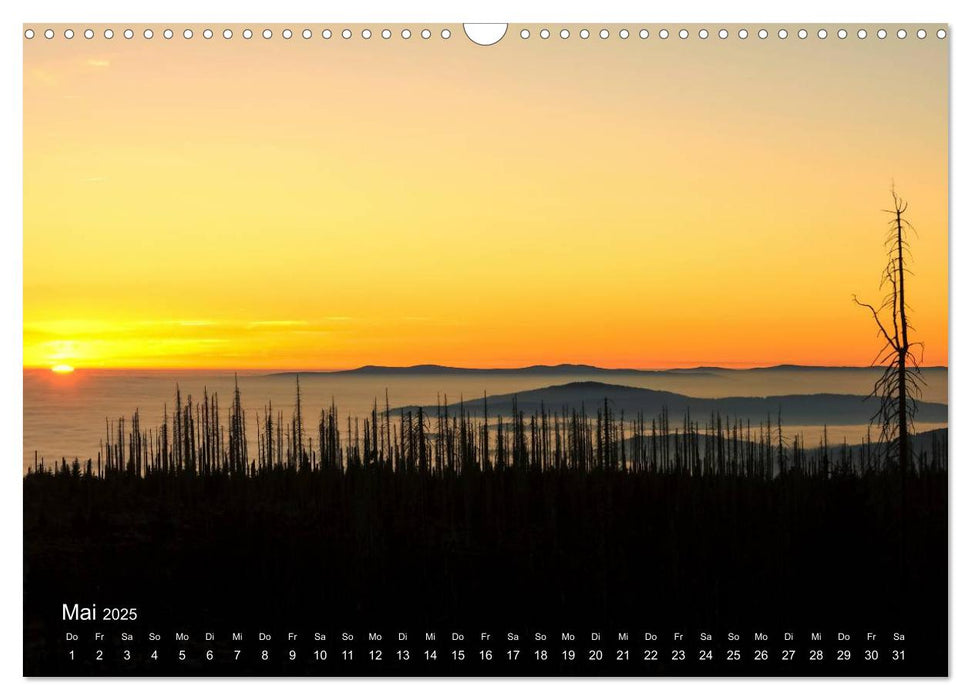 Astrein! - Der Baumkalender 2025 (CALVENDO Wandkalender 2025)