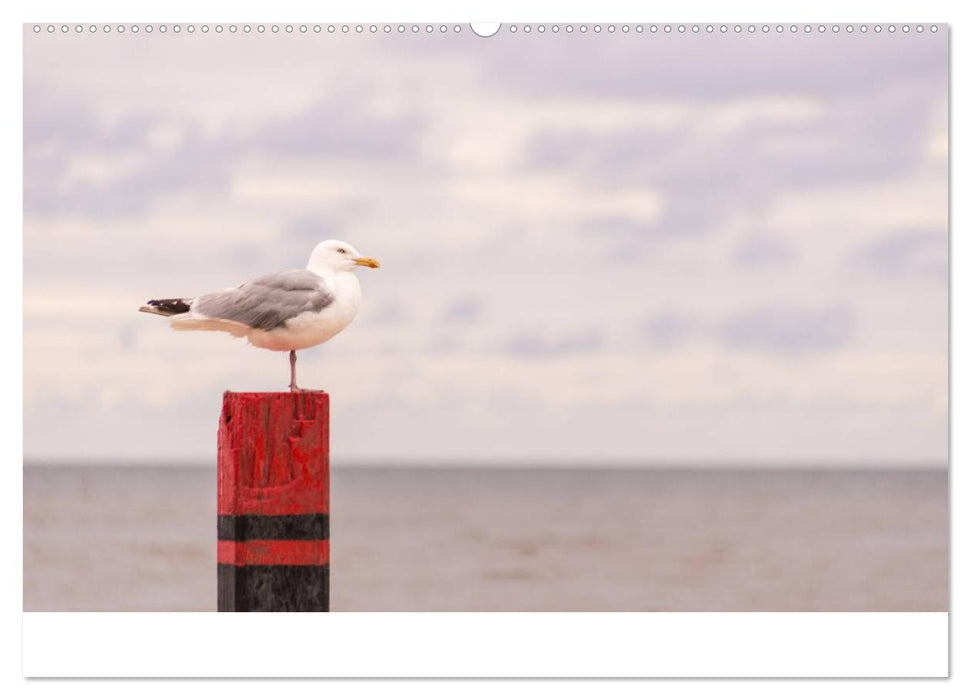 Grüße aus Texel (CALVENDO Premium Wandkalender 2025)