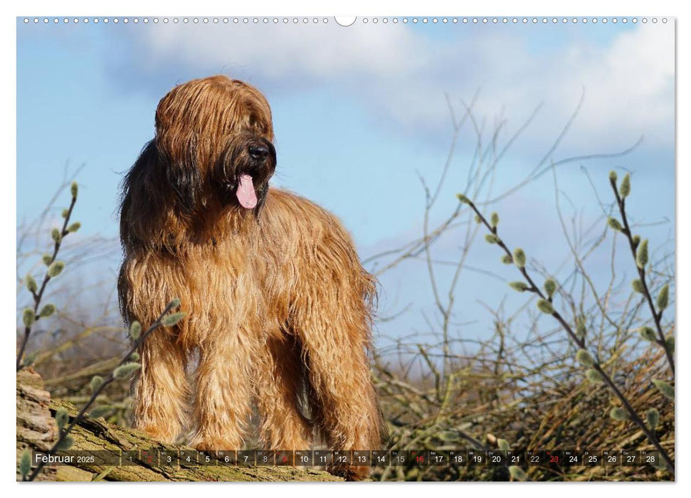 Der Briard 2025 - Ein echter Charmeur (CALVENDO Premium Wandkalender 2025)