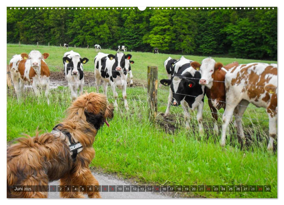 Der Briard 2025 - Ein echter Charmeur (CALVENDO Premium Wandkalender 2025)