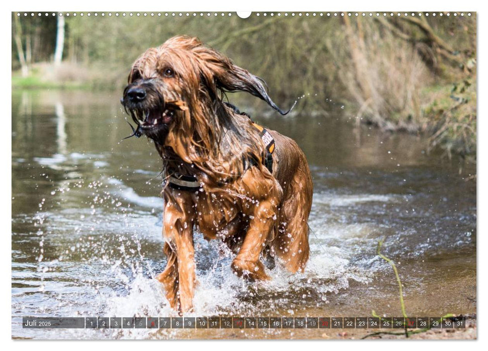 Der Briard 2025 - Ein echter Charmeur (CALVENDO Premium Wandkalender 2025)