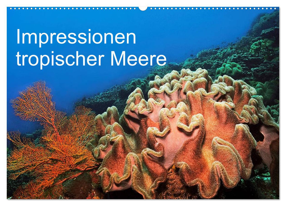 Impressionen tropischer Meere (CALVENDO Wandkalender 2025)