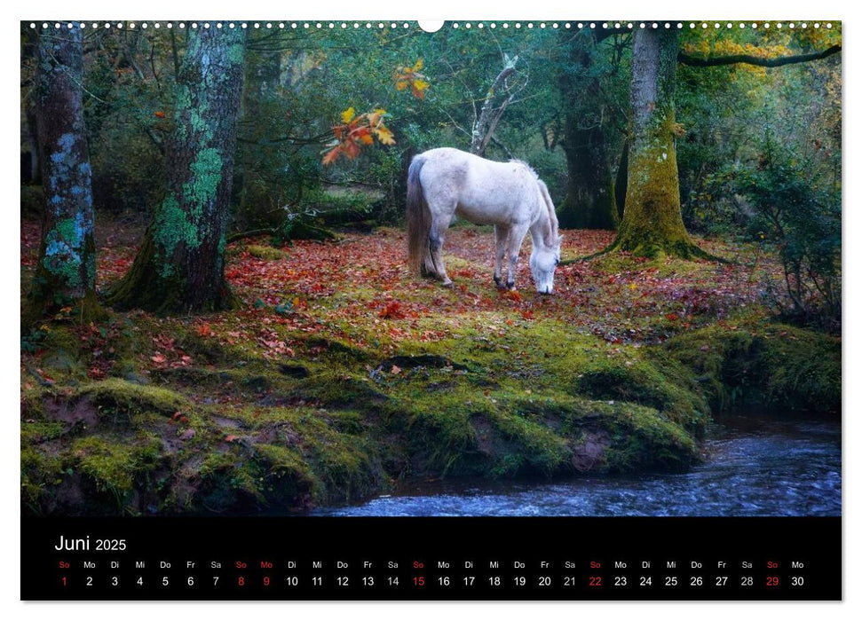 New Forest - England (CALVENDO Premium Wandkalender 2025)