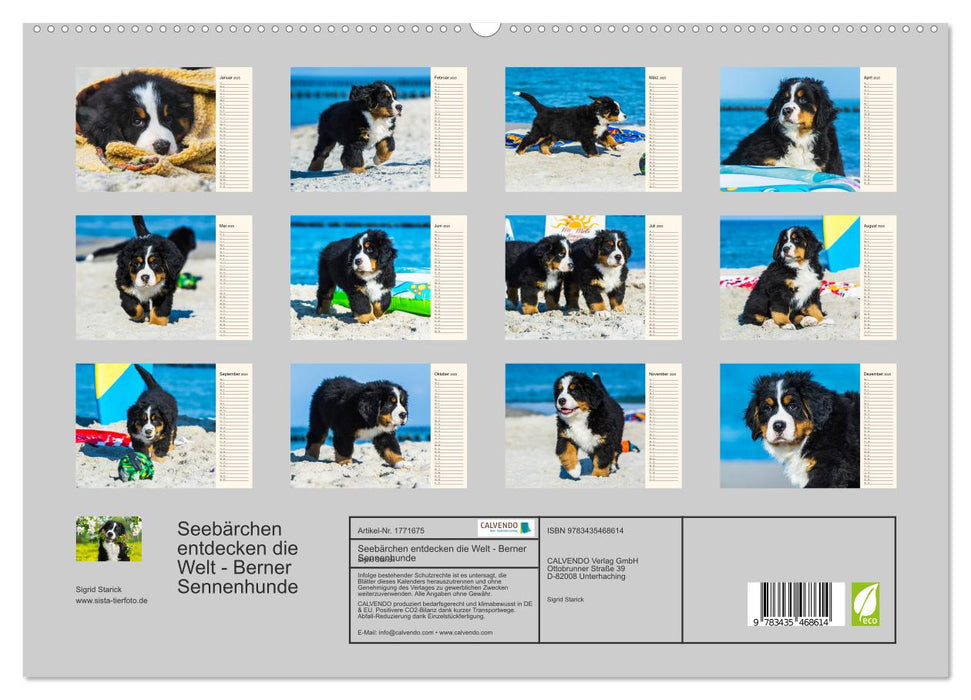 Seebärchen entdecken die Welt - Berner Sennenhunde (CALVENDO Premium Wandkalender 2025)