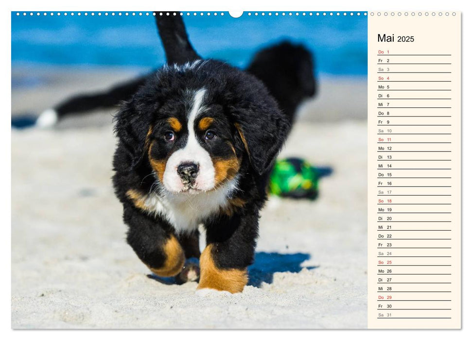 Seebärchen entdecken die Welt - Berner Sennenhunde (CALVENDO Premium Wandkalender 2025)