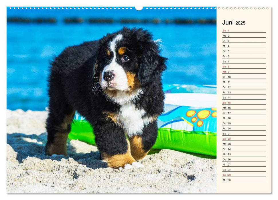 Seebärchen entdecken die Welt - Berner Sennenhunde (CALVENDO Premium Wandkalender 2025)