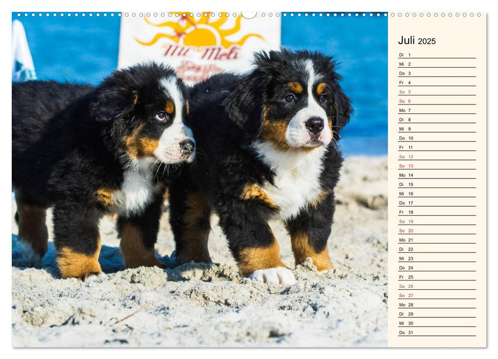 Seebärchen entdecken die Welt - Berner Sennenhunde (CALVENDO Premium Wandkalender 2025)