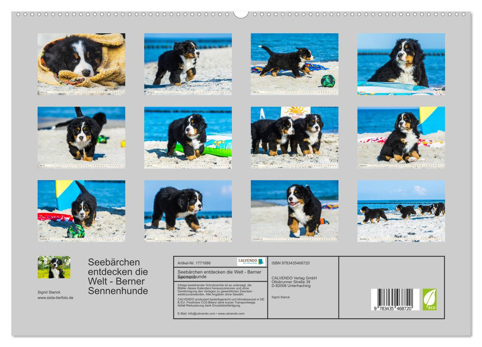 Seebärchen entdecken die Welt - Berner Sennenhunde (CALVENDO Premium Wandkalender 2025)