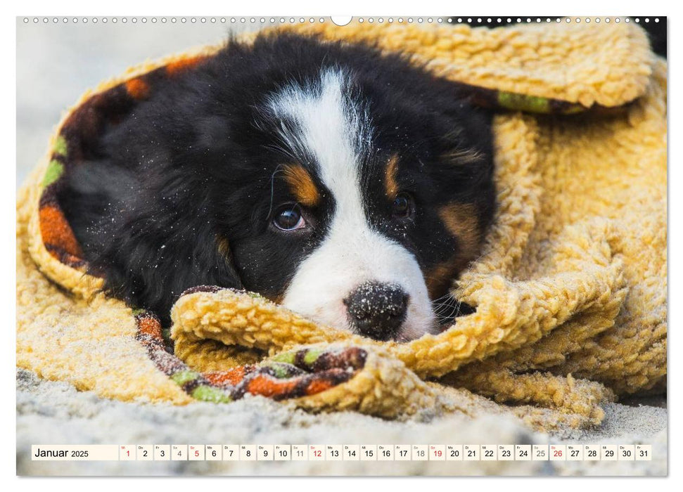 Seebärchen entdecken die Welt - Berner Sennenhunde (CALVENDO Premium Wandkalender 2025)