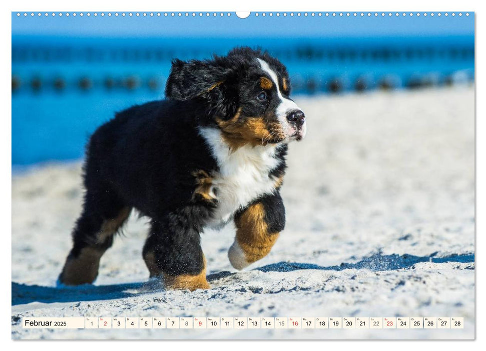 Seebärchen entdecken die Welt - Berner Sennenhunde (CALVENDO Premium Wandkalender 2025)