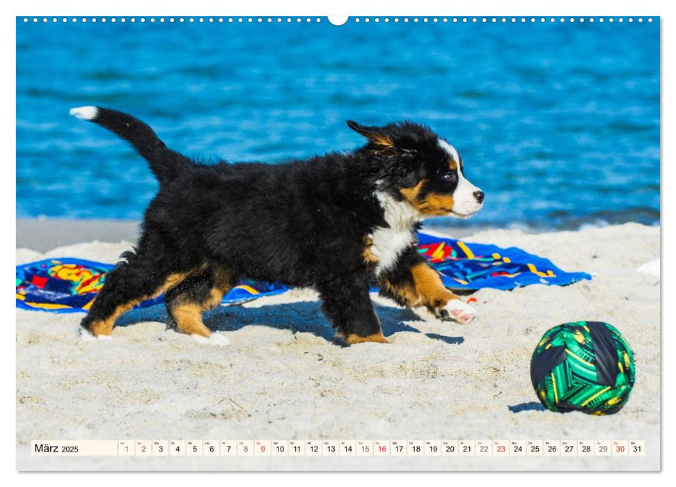 Seebärchen entdecken die Welt - Berner Sennenhunde (CALVENDO Premium Wandkalender 2025)