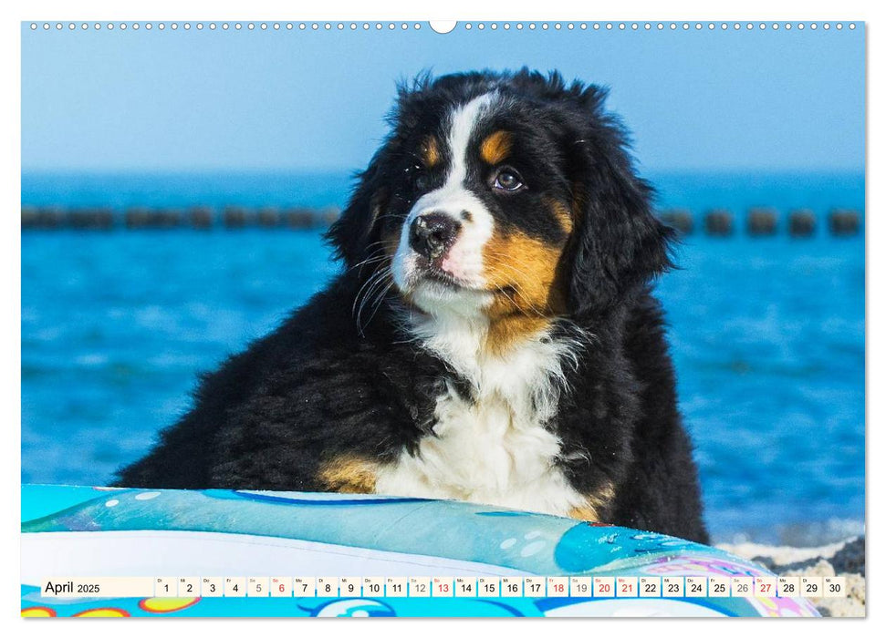 Seebärchen entdecken die Welt - Berner Sennenhunde (CALVENDO Premium Wandkalender 2025)