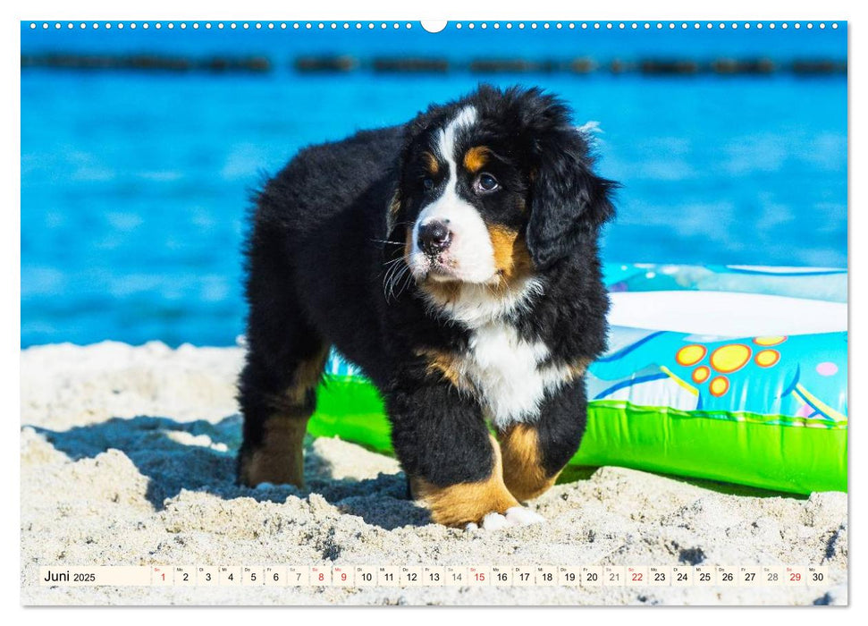 Seebärchen entdecken die Welt - Berner Sennenhunde (CALVENDO Premium Wandkalender 2025)