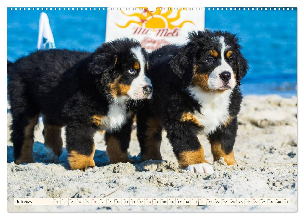 Seebärchen entdecken die Welt - Berner Sennenhunde (CALVENDO Premium Wandkalender 2025)