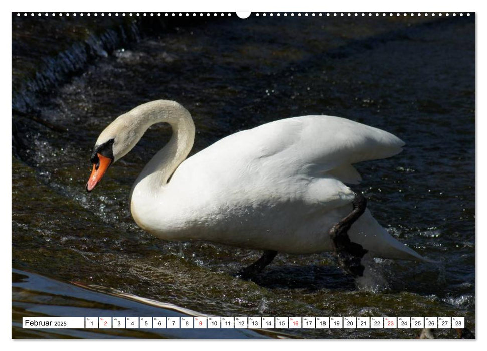 Elegante Schwäne (CALVENDO Premium Wandkalender 2025)