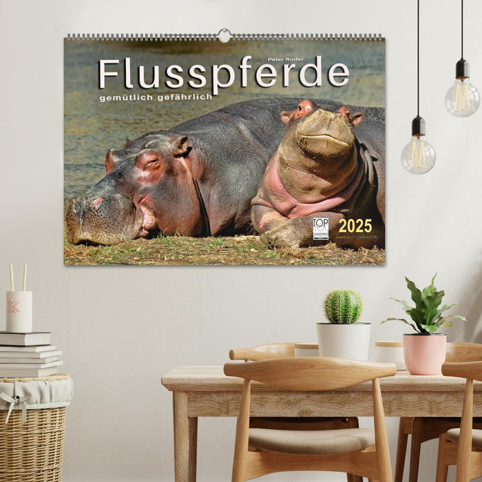 Flusspferde - gemütlich gefährlich (CALVENDO Wandkalender 2025)