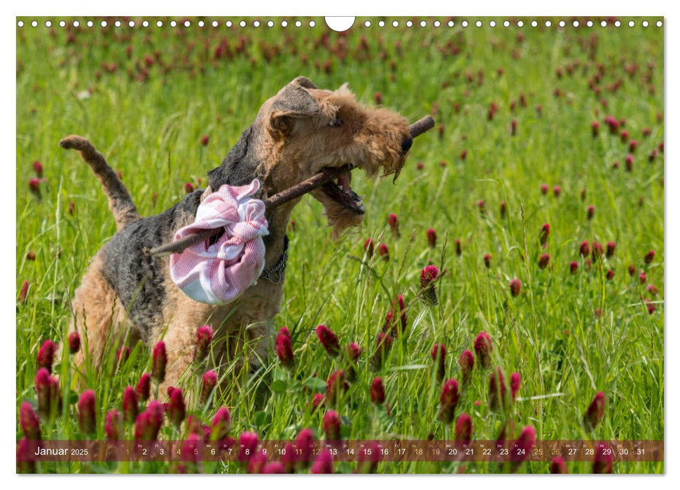 Wanderpfoten. Trekking mit Hund (CALVENDO Wandkalender 2025)