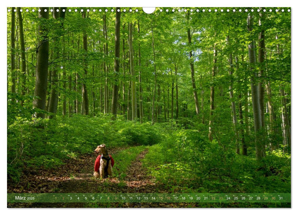 Wanderpfoten. Trekking mit Hund (CALVENDO Wandkalender 2025)