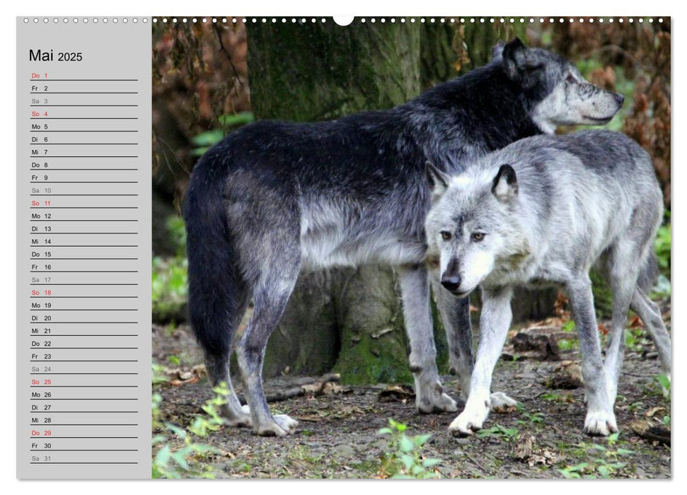 Im Rudel Zuhause - Der Wolf (CALVENDO Premium Wandkalender 2025)