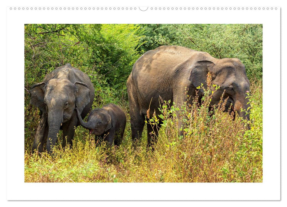 Sri Lanka - Landschaft und Kultur (CALVENDO Premium Wandkalender 2025)