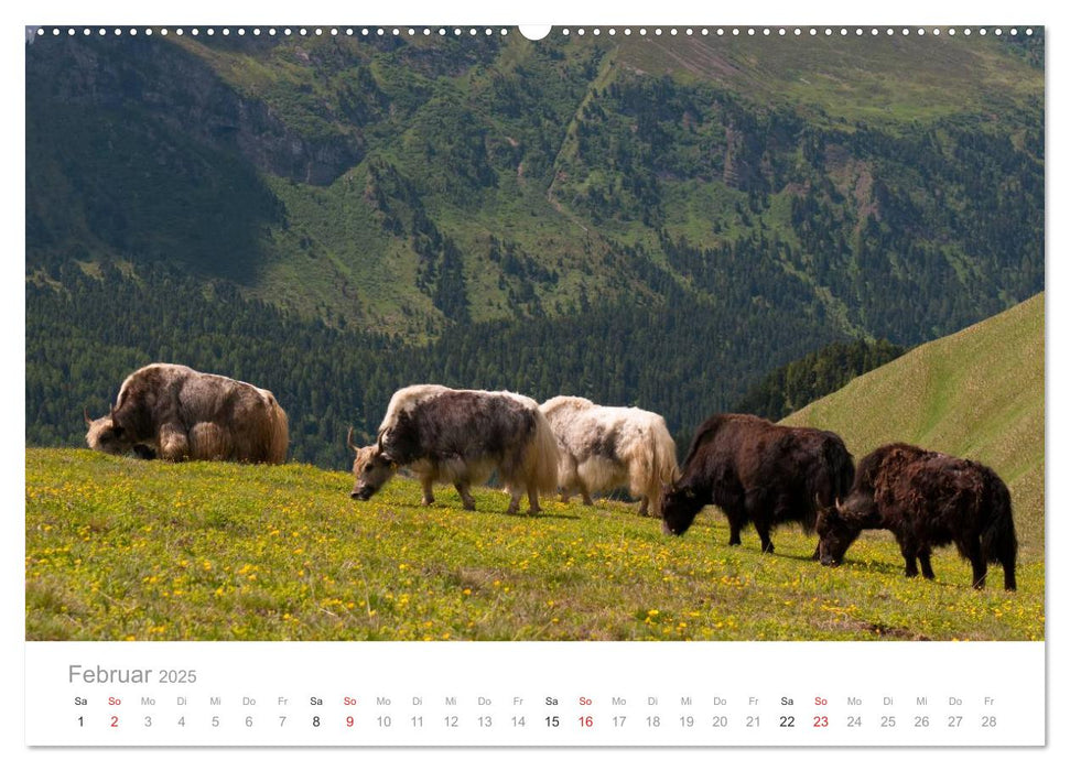 Tiere in Freiheit - Nutztiere auf der Alm (CALVENDO Premium Wandkalender 2025)