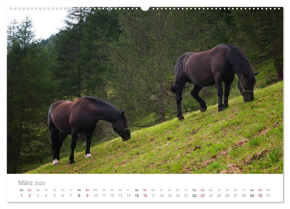 Tiere in Freiheit - Nutztiere auf der Alm (CALVENDO Premium Wandkalender 2025)