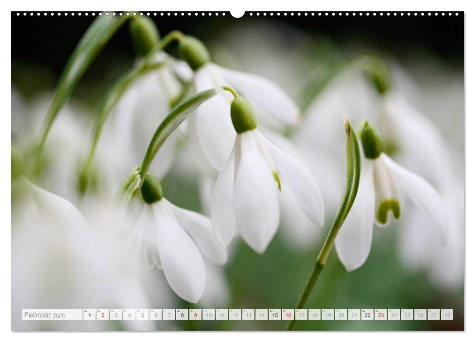 Blüteneleganz in Weiß (CALVENDO Premium Wandkalender 2025)