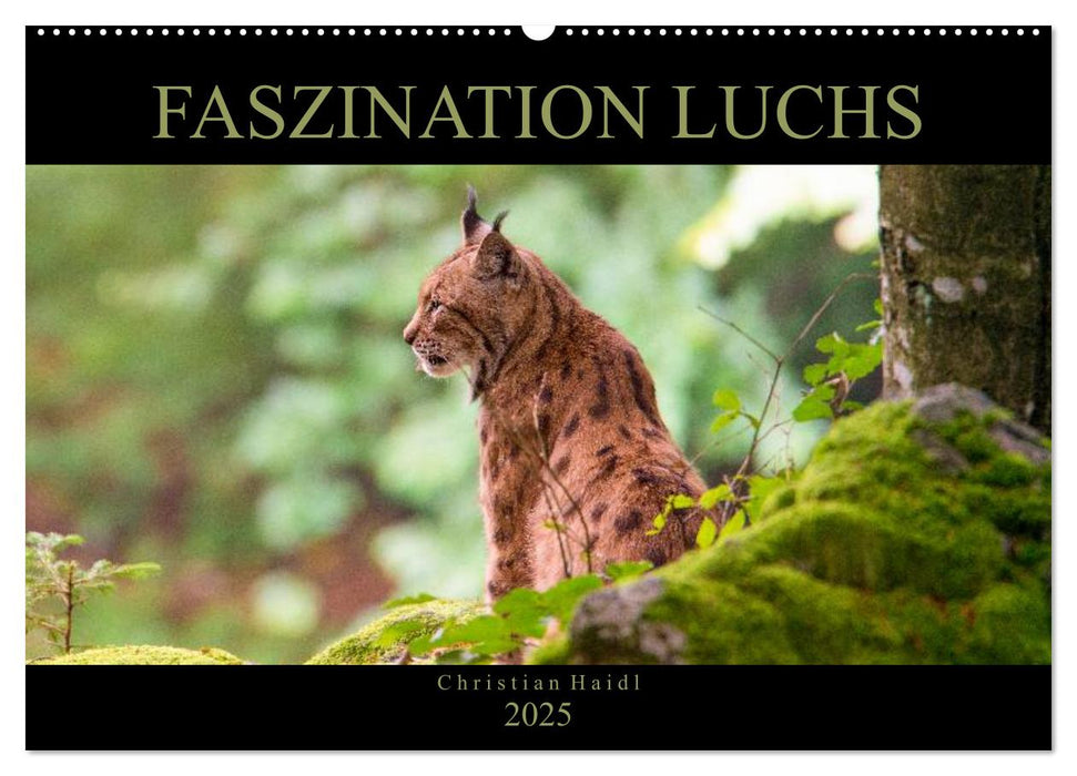 Faszination Luchs (CALVENDO Wandkalender 2025)