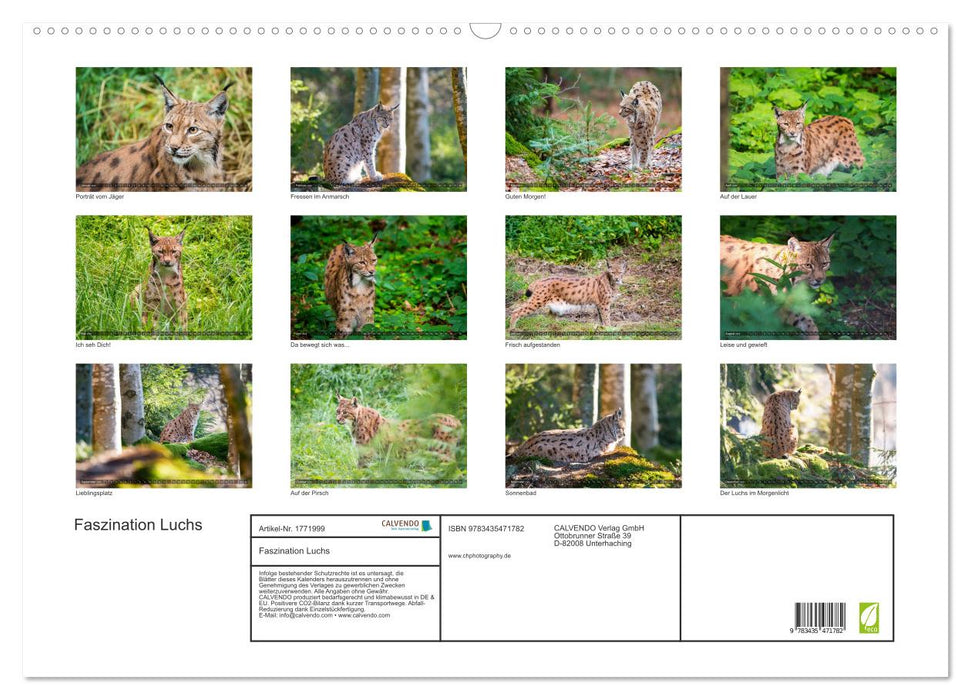 Faszination Luchs (CALVENDO Wandkalender 2025)