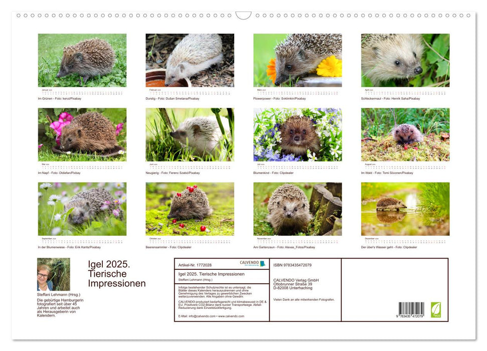 Igel 2025. Tierische Impressionen (CALVENDO Wandkalender 2025)