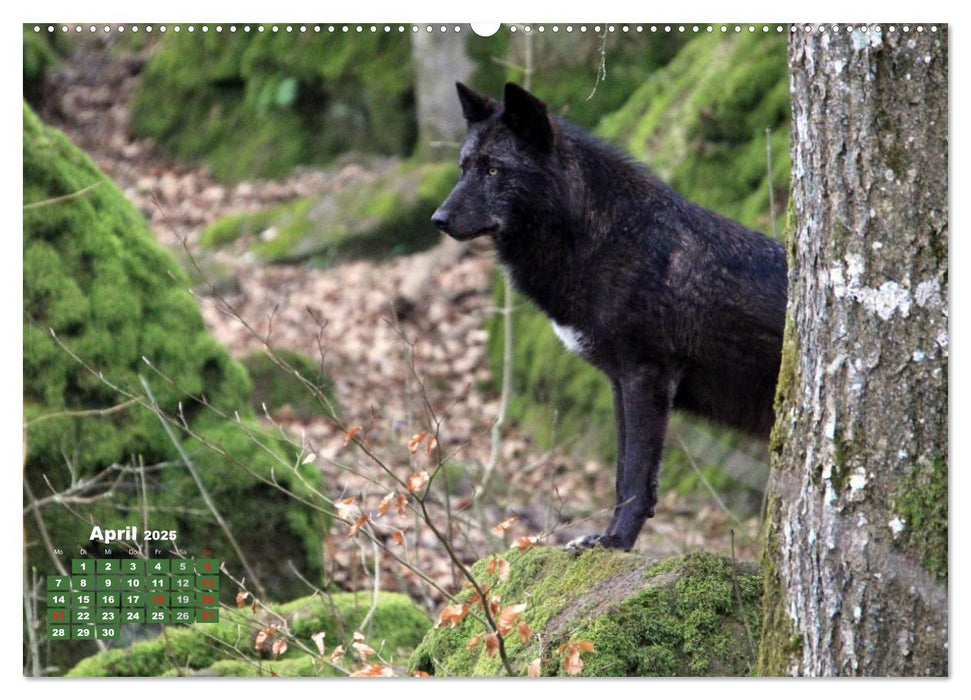 Im Rudel Zuhause - Der Wolf (CALVENDO Wandkalender 2025)