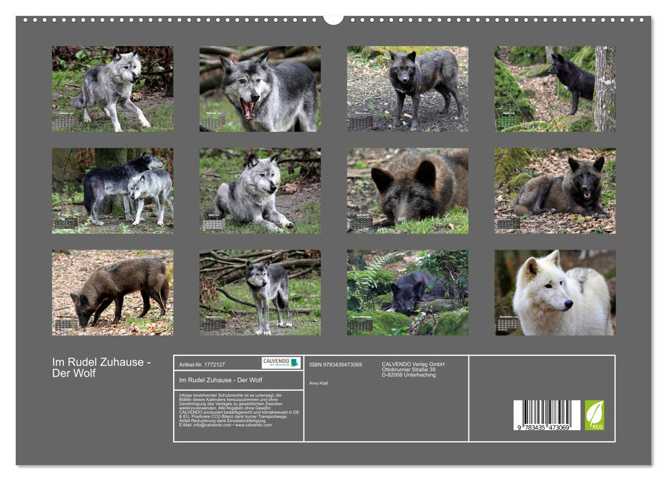 Im Rudel Zuhause - Der Wolf (CALVENDO Premium Wandkalender 2025)