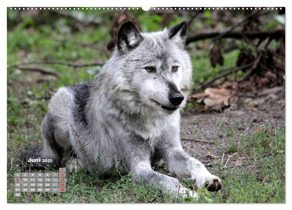 Im Rudel Zuhause - Der Wolf (CALVENDO Premium Wandkalender 2025)