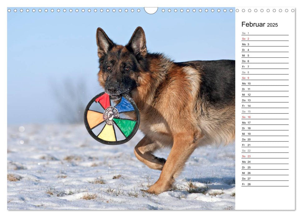 Deutsche Schäferhunde - Traumhunde (CALVENDO Wandkalender 2025)